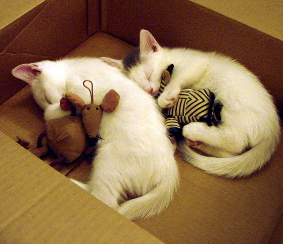 FB体育下载-_全民瑜伽月：身心放松新潮流_，全民瑜伽是什么概念