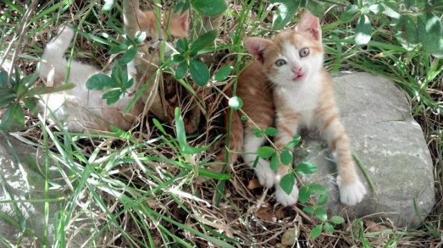 FB体育在线-“意甲争夺欧冠名额，强队皆在拼搏”，意甲联赛欧冠名额