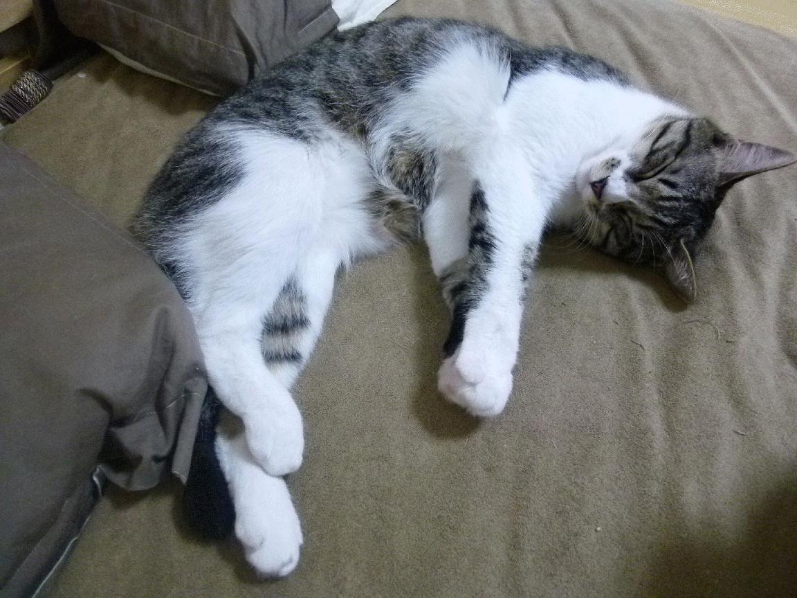 FB体育下载-“青少年足球珍藏活动在全国多地同步进行”，青少年足球普及