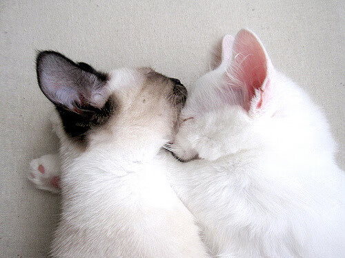 FB体育在线-足球场地智能温控系统助力节能环保，足球场智能化解决方案